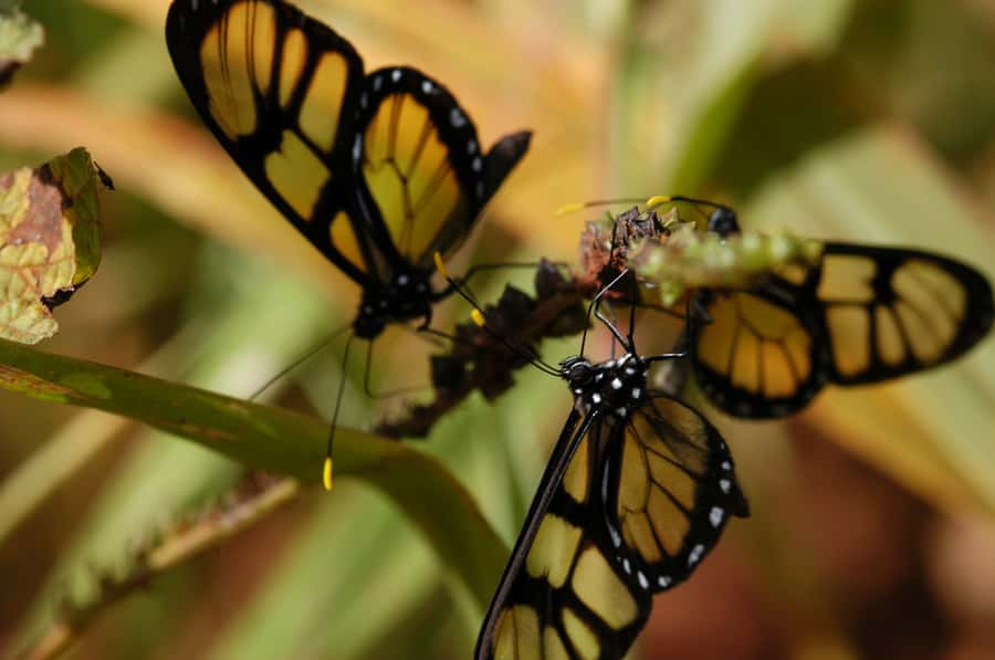 Half-Day Iguazú Forest Adventure - What the Iguazú Forest Adventure actually offers