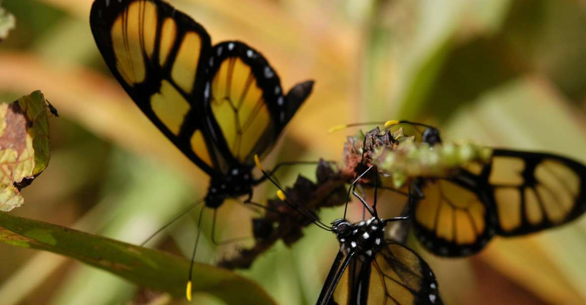 Half-Day Iguazú Forest Adventure - Transport from Puerto Iguazú and the four-hour clock