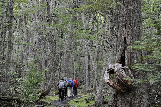 Half-Day Tierra del Fuego National Park with Lunch and Drinks - Transport and group size at $108