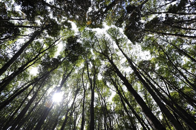 Half-Day Tierra del Fuego National Park with Lunch and Drinks - Who should choose this six-hour outing