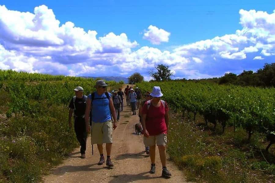 Half Day Tour of Wineries and Olive Oil from Mendoza - Why Maipú makes sense for a half-day wine tour