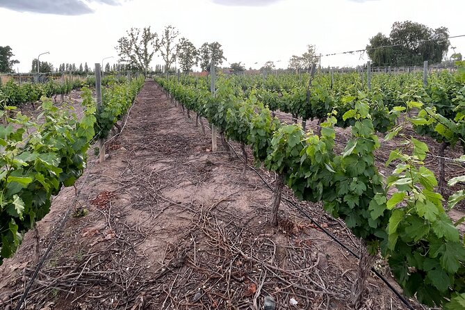 Half Day Winery Tour - Key Points Before You Book