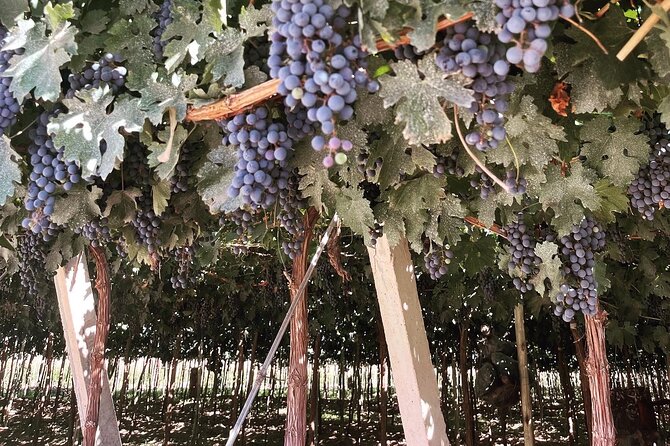 Half Day Winery Tour - Pasrai Olive Oil Factory: The Unexpected Favorite