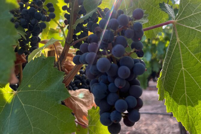 Half Day Winery Tour - Don Manuel Villafañe and the First Look at Mendoza Wine