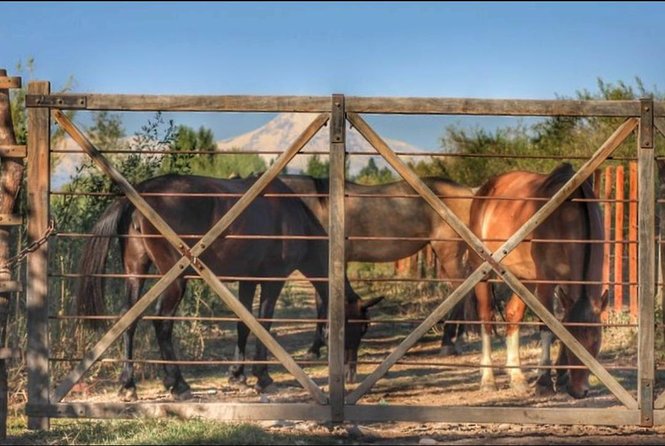 Horseback ride through vineyards followed by gourmet lunch - Why this Mendoza outing works so well