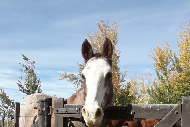 Horseback riding and barbecue in a private ranch - La Carrera, Mendoza - The people who shape the day