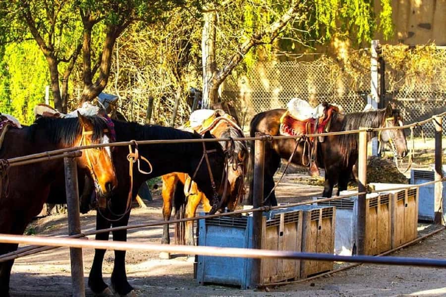 Horseback Riding at Sunset and Dinner in Mendoza - Who should book this Mendoza horseback ride?