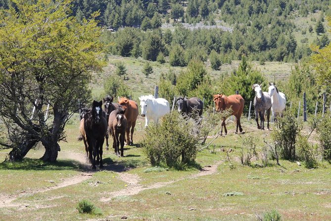 Horseback Riding with Asado in San Carlos de Bariloche, Argentina - The people, horses, and farm atmosphere