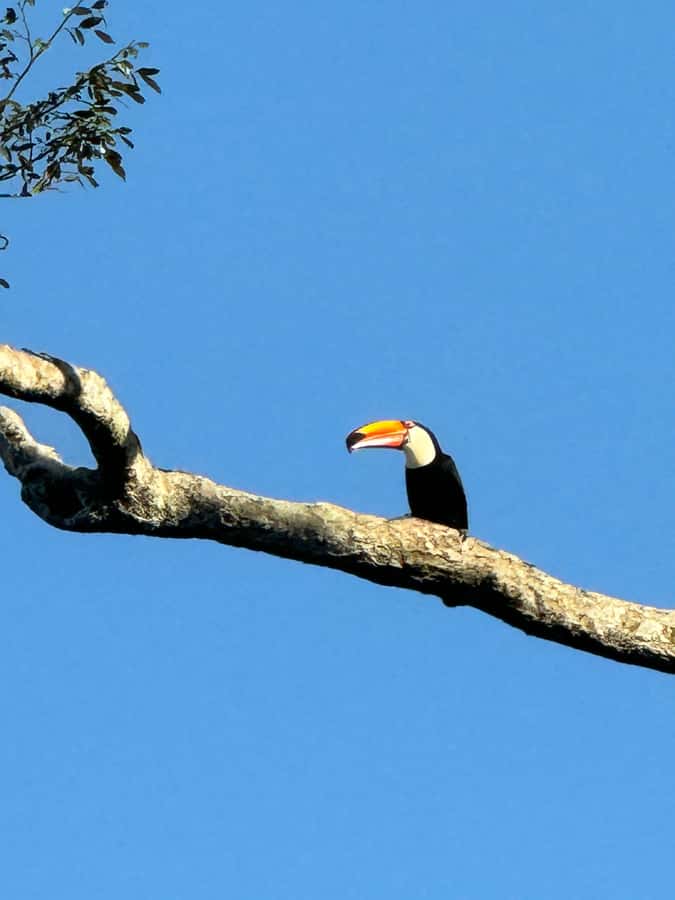 Iguassu Falls: Private Tour Argentina side - Optional boat tour: worth adding?