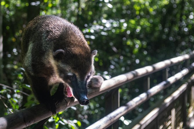 Iguazu Falls, Jungle Activities and Boat Ride from Puerto Iguazú - Is $271 a fair price?