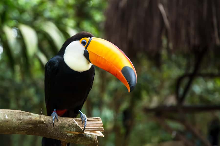 Iguazú Falls: The Natural Wonder of Argentina - The Ecological Jungle Train to Devil’s Throat