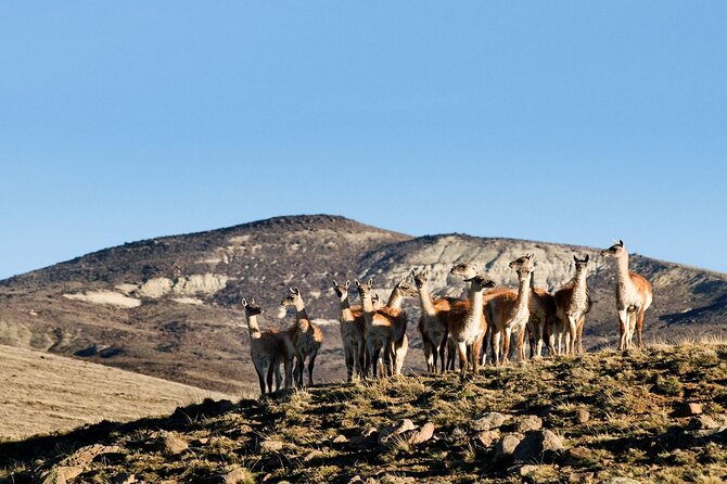 Immersive 4x4 Patagonia Safari: Dicover Flora Heritage & Wildlife - The mountain house meal