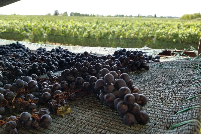 Intimate Wine Tour with Wine Pairing Lunch - Martino Wines turns lunch into the main event