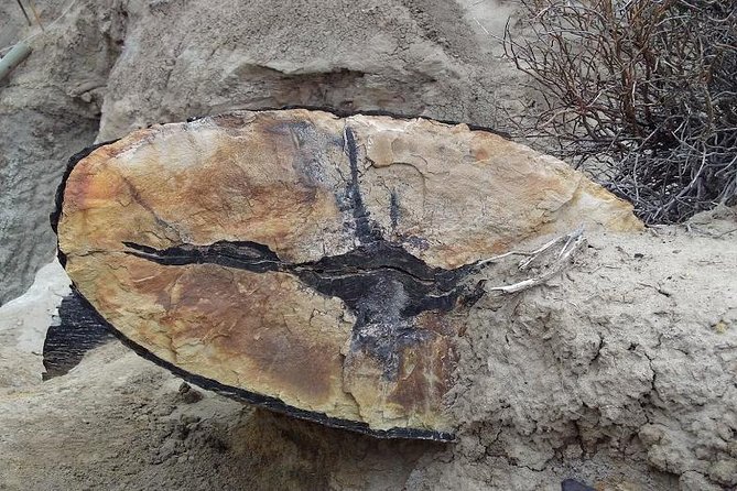 La Lioness Petrified Forest - Key points at a glance