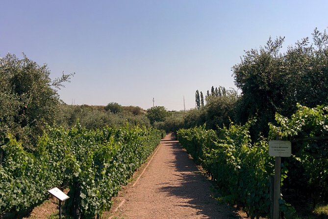 Lujan & Maipu - Private - The Best WineTour & Lunch - What the guiding can be like