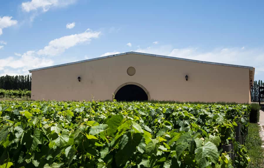 Luxury Wine Tasting in Uco Valley/ Boutique Wineries & Asado - Why Uco Valley Makes This Day Worthwhile