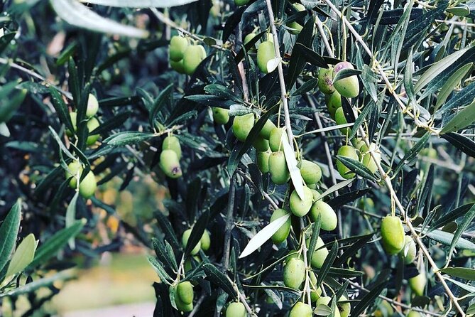 Maipú Wine and Olive Oil Tour - Old wineries, new projects, and a less polished Maipú