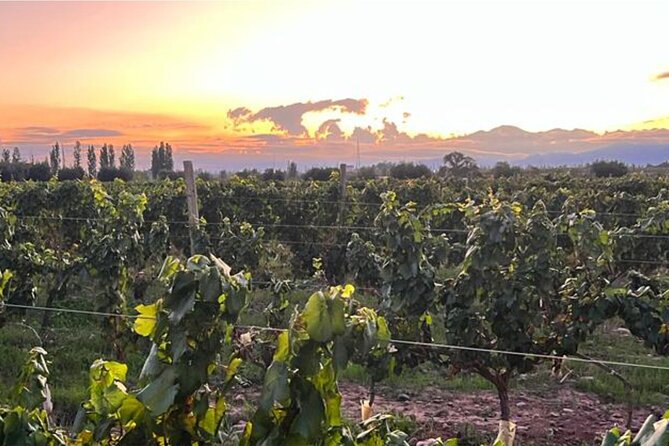 Maipu Wine Tour: 3 Wineries and Olive Oil Factory - Three boutique wineries and a closer look at Malbec