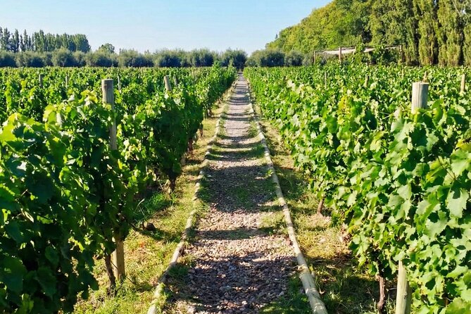 Maipu Wine Tour: 3 Wineries and Olive Oil Factory - Price, lunch, and what the $37 covers