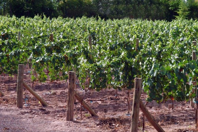 Malbec Experience in Bodega Tierras Altas - Arriving in Luján de Cuyo from Mendoza City