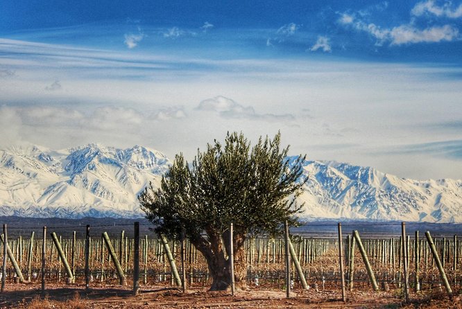 Malbec & Mountain Uco Valley Private Wine Tour with Gourmet Lunch - Three hours in the Uco Valley