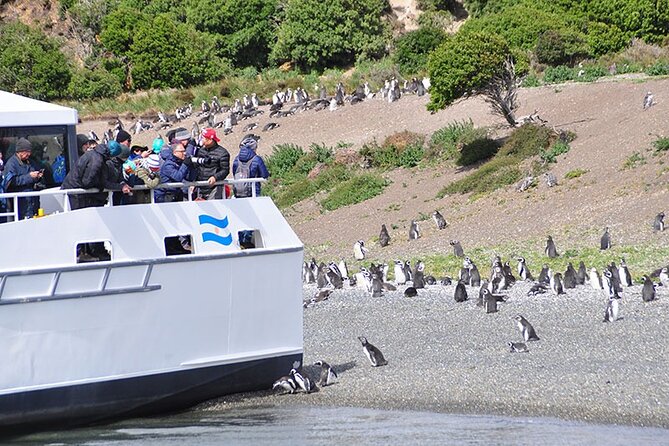 Martillo Island: Boat Trip to the Penguin Colony & Beagle Channel - Key points before you book