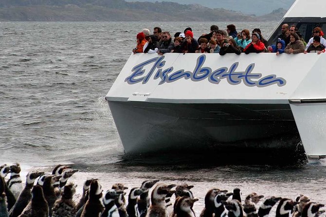 Martillo Island: Boat Trip to the Penguin Colony & Beagle Channel - The Martillo Island penguin colony