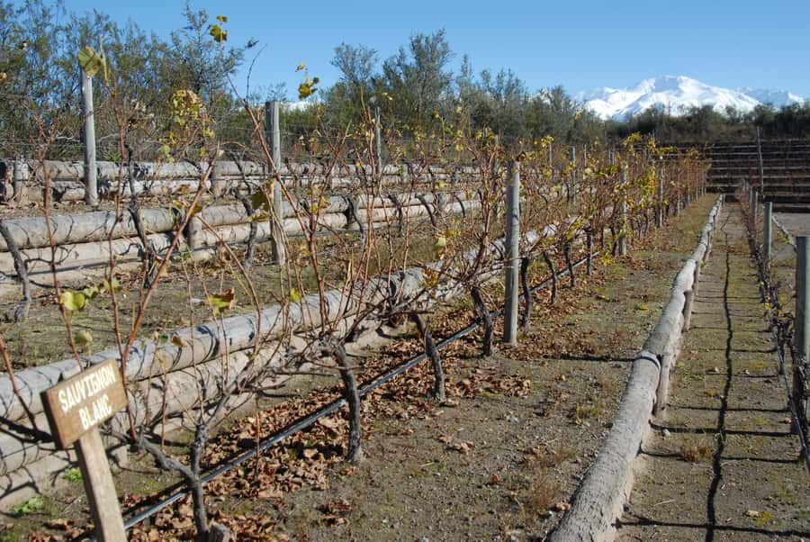Mendoza: Full Day Wine Tour with 3 Course Lunch - Should you book the Mendoza wine tour?