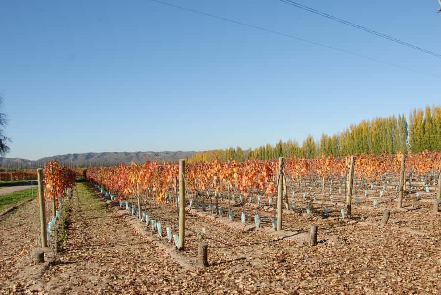 Mendoza: Full Day Wine Tour with 3 Course Lunch - Why a full day makes sense in Mendoza