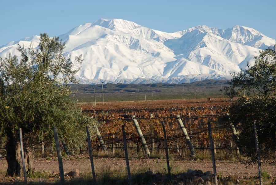 Mendoza: Full Day Wine Tour with 3 Course Lunch - What happens at the first winery