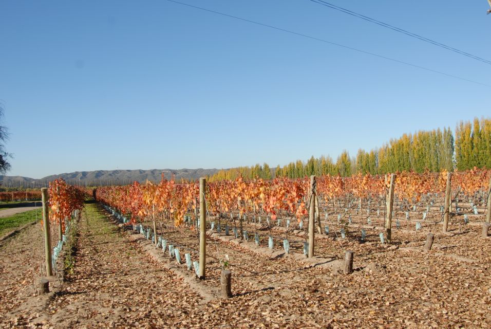 Mendoza: Full Day Wine Tour with 3 Course Lunch - Who will enjoy this wine tour most?