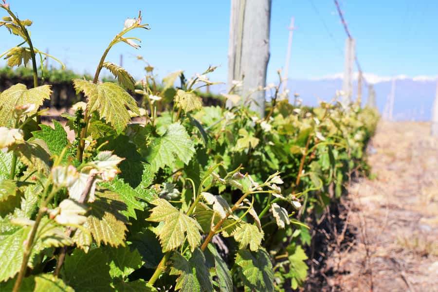 Mendoza: Half-Day Wine Tour with Tastings - Maipu and Lujan de Cuyo: Two Wine Areas, Different Feel