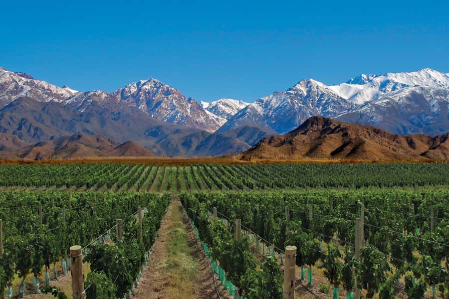 Mendoza: Small-Group Wineries Tour with Tasting and Lunch - Why Mendoza’s wineries are worth your afternoon
