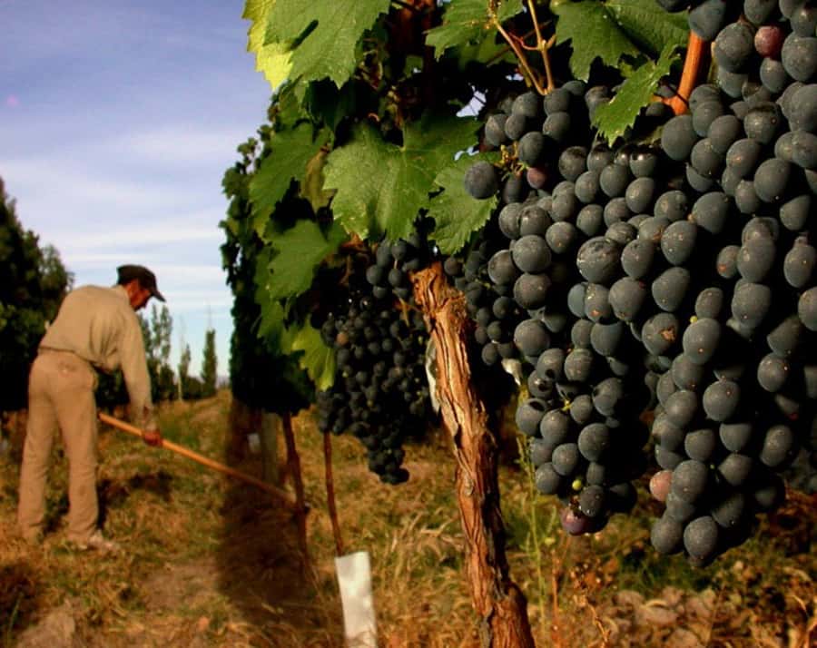 Mendoza: Small-Group Wineries Tour with Tasting and Lunch - Language, timing, and comfort details