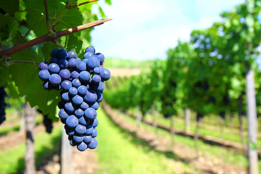 Mendoza: Small-Group Wineries Tour with Tasting and Lunch - Should you book it?