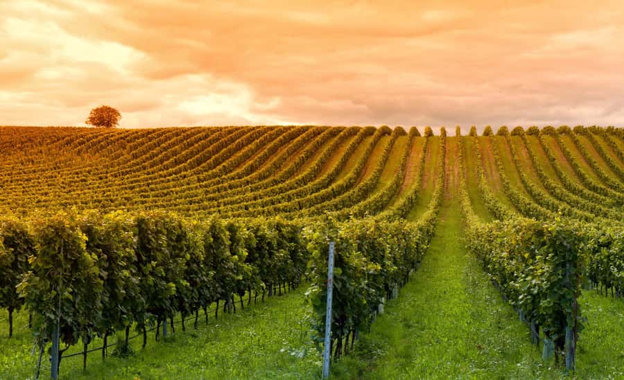 Mendoza: Small-Group Wineries Tour with Tasting and Lunch - The afternoon pickup and ride into Luján de Cuyo or Maipú