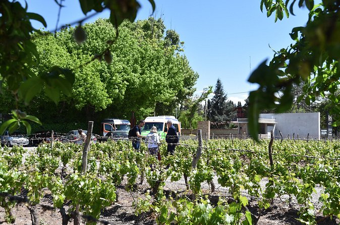 Mendoza Wine and Oil Tasting in Maipu - Olive oil at Pasrai, Laur, or Centennial