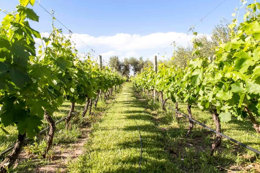 Mendoza: Winebike Tasting Tour with Optional Lunch - Ham, cheese, and the social side of wine country
