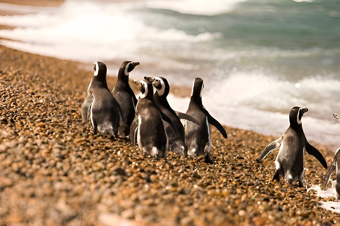 Monte Leon 4x4 Sea Lions and Penguins - Sea Lions in Their Natural Setting