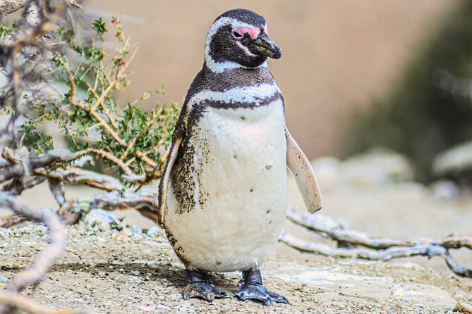 Monte Leon 4x4 Sea Lions and Penguins - Walking to the Magellanic Penguins