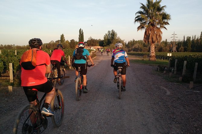 MTB - A tour of the wineries and their vineyards - Why Mendoza works so well by bicycle