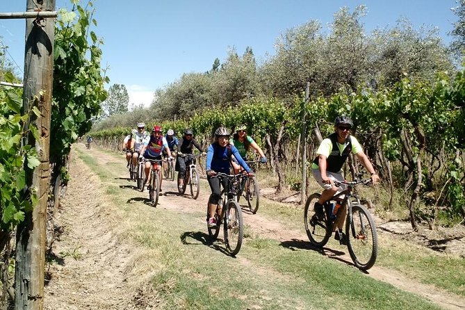 MTB - A tour of the wineries and their vineyards - Pedaling through vineyards and farmland
