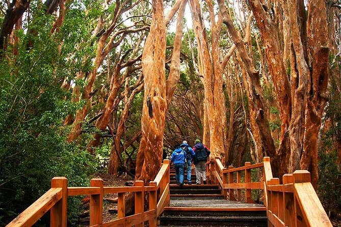 Nahuel Huapi Lake Cruise with Victoria Island and Arrayan Forest Walk - Key points before you book