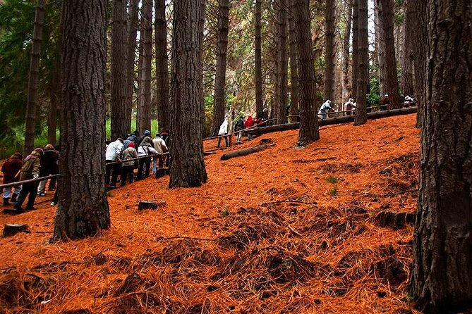 Nahuel Huapi Lake Cruise with Victoria Island and Arrayan Forest Walk - Toro Beach and the uncertain Cerro Bella Vista chairlift