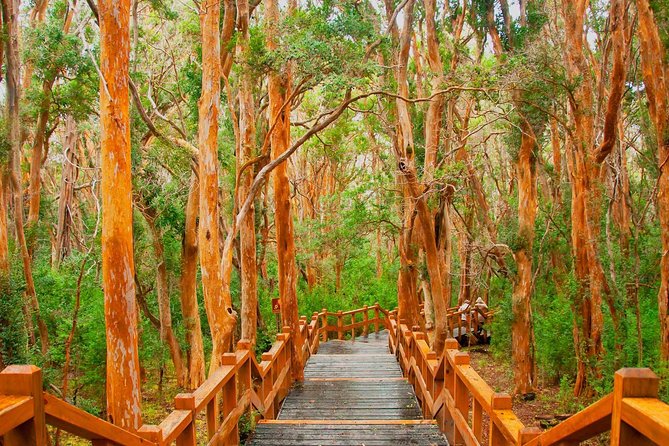 Nahuel Huapi Lake Cruise with Victoria Island and Arrayan Forest Walk - Weather, walking, and the practical feel of the day