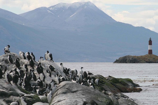 Navigate through the Beagle Channel: Seal, Bird & Penguin Islands - Martillo Island and the penguin colony