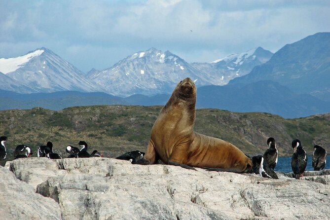 Navigate through the Beagle Channel: Seal, Bird & Penguin Islands - Los Lobos Island and the sea lions