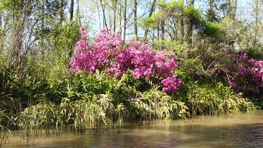 Navigation in Delta of Tigre - Exclusive semi private tour - A closer look at homes, waterways, and delta life