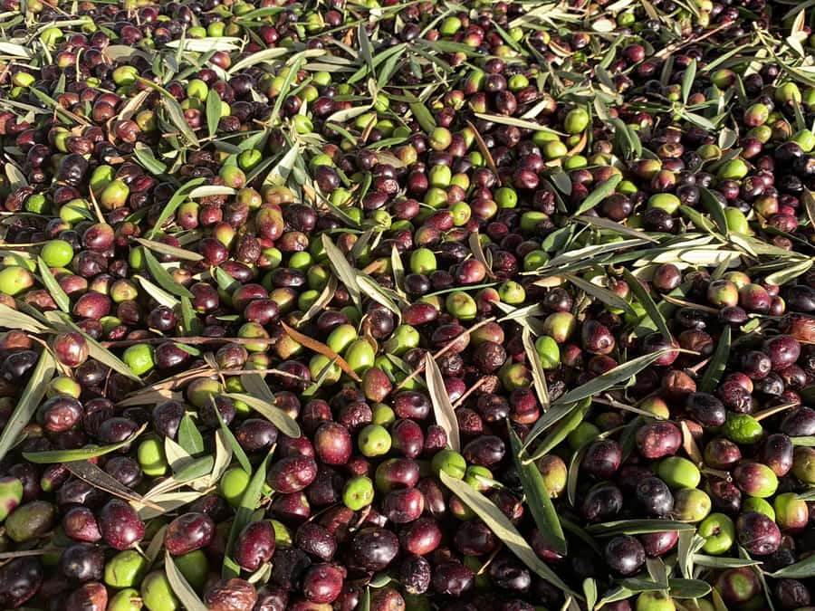 Olive Oil Factory + Wineries + Full Asado Lunch (Full Day) - Key points to know before booking