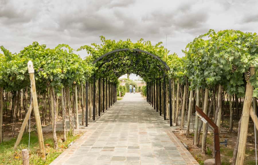 Olive Oil Factory + Wineries + Full Asado Lunch (Full Day) - Lunch at Antigal Winery and Estates